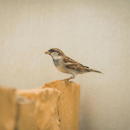 Sangram Desert Camp Jaisalmer Ngoại thất bức ảnh